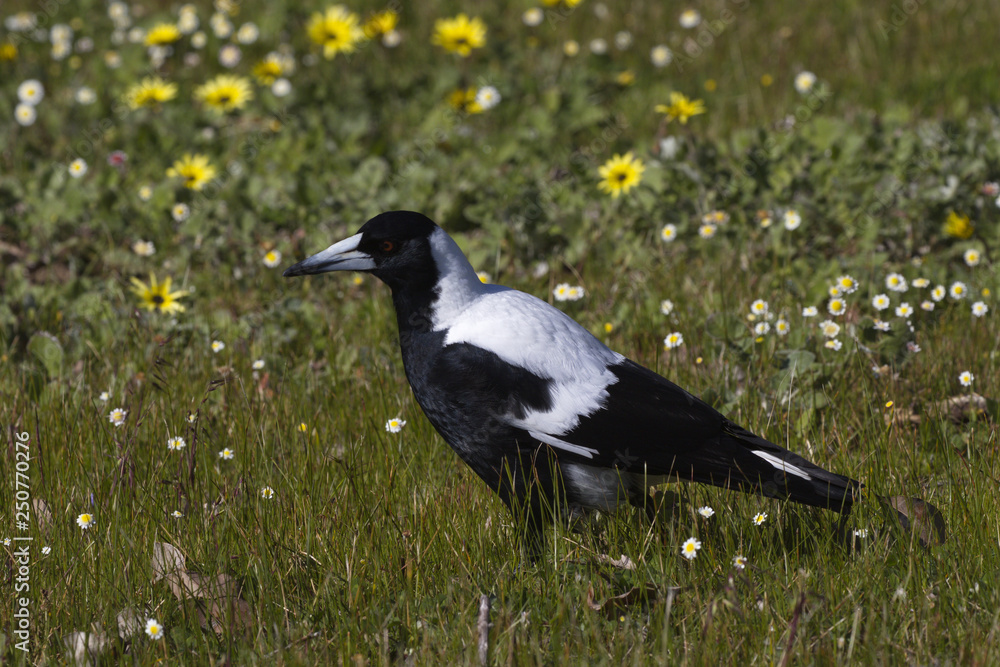 Australian magpie in wildflowers of Western Australia Australian magpie in wildflowers of Western Australia
