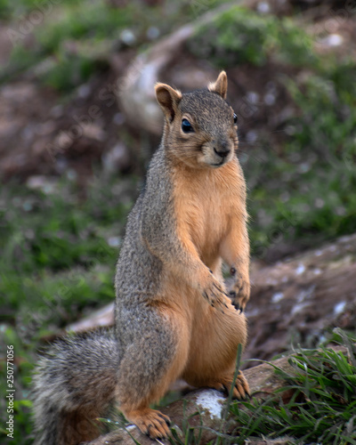 Squirrel © JUDITH