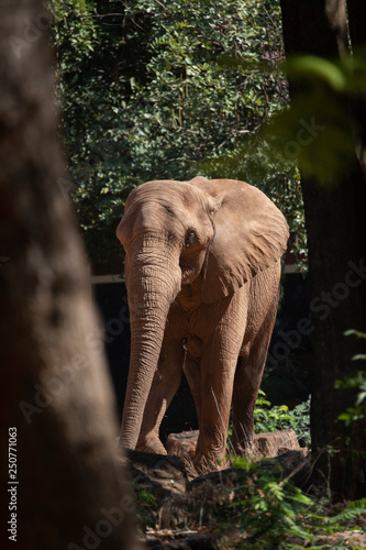 african elephant in zoo