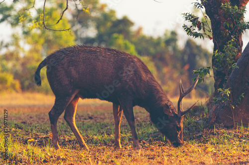 wild sambar deer in tropical forest photo