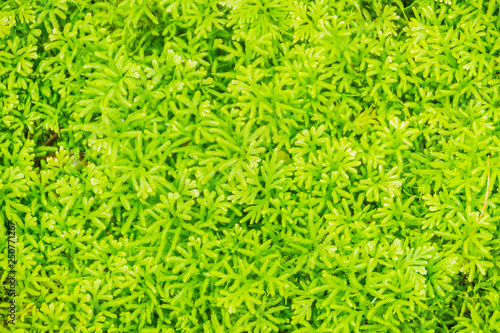 Fresh green fern leaves background of Selaginella involvens (Sw.) Spring. Selaginella involvens fern also known as spikemosses or lesser clubmosses is usually found in dense forest. Green background. photo