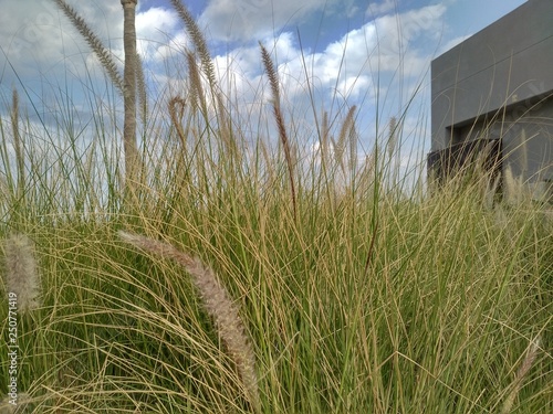 Long Grass & Corner Shape photo