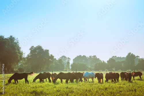 Wallpaper Mural The herd of horses is eating grass in the pasture before sunset. Torontodigital.ca