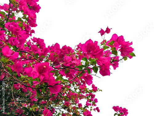 Wallpaper Mural bougainvillaea flower isolated tropical plant.