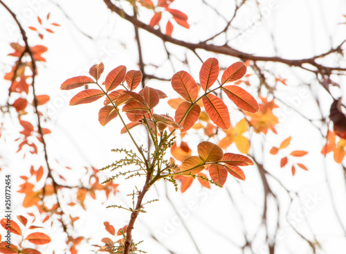 Orange leaves of spring