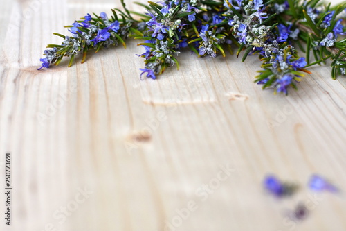 Bunch of blooming rosemary twigs with beautiful blue flowers on the upper side of a natural bright pale wooden surface. Copy space. Shallow DOF.