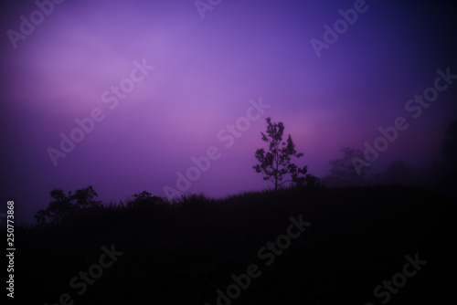 Tree at night and purple sky dark background