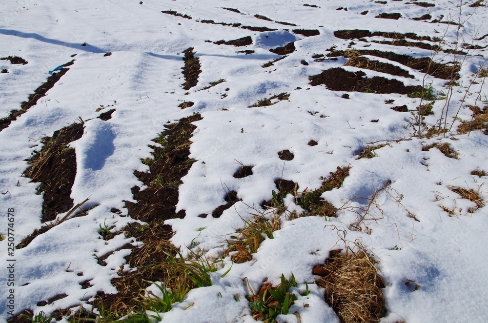 Obraz premium 積雪の農地