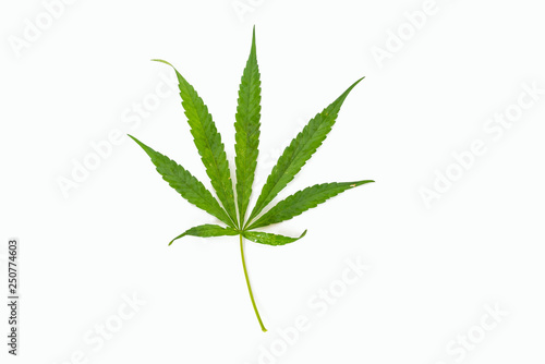 The marijuana   marihuana   Indian hemp   leave plant on the white background.