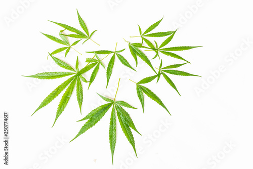 The marijuana   marihuana   Indian hemp   leave plant on the white background.
