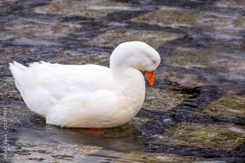 White Pekin duck is playing in winter time