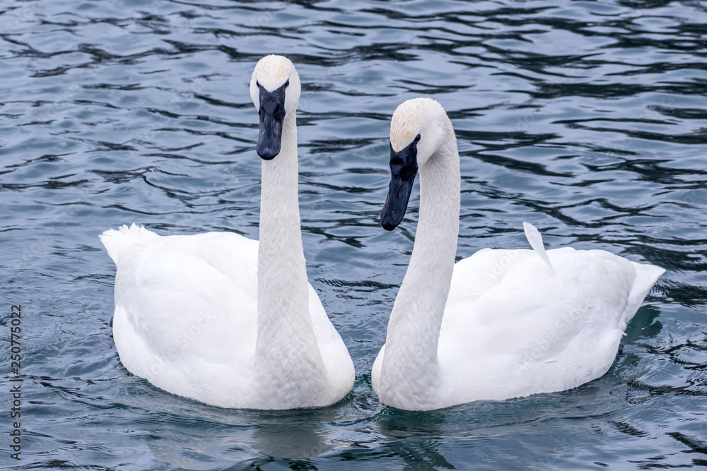 Ταπετσαρία Swans and ducks are playing in open water of a lake at early spring time
