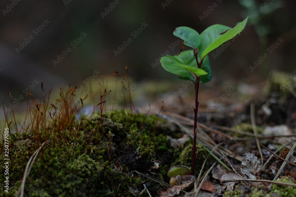 brote Cryptocarya alba brote Cryptocarya alba