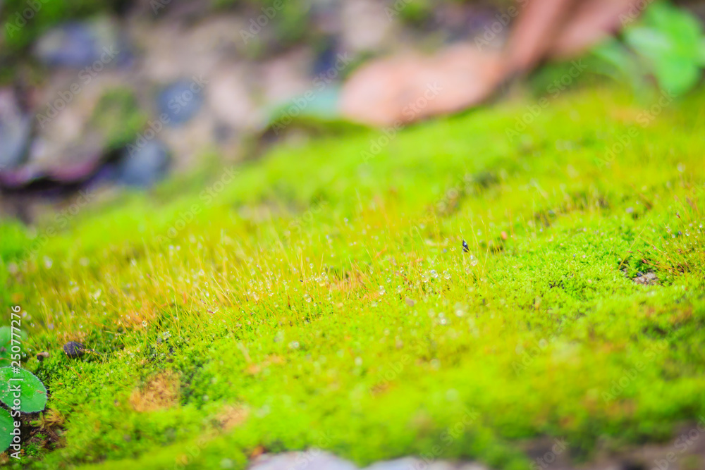 Green mossy background cover the rough stones in the tropical forrest. Gray stone with green moss texture background. Closeup old stone overgrown with green moss in natural forest. Green mossy background cover the rough stones in the tropical forrest. Gray stone with green moss texture background. Closeup old stone overgrown with green moss in natural forest.