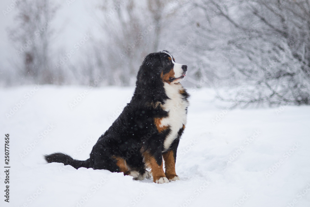 Berner Sennenhund big dog on walk in winter landscape Berner Sennenhund big dog on walk in winter landscape
