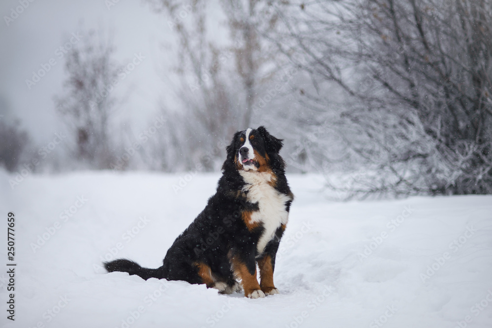 Berner Sennenhund big dog on walk in winter landscape Berner Sennenhund big dog on walk in winter landscape