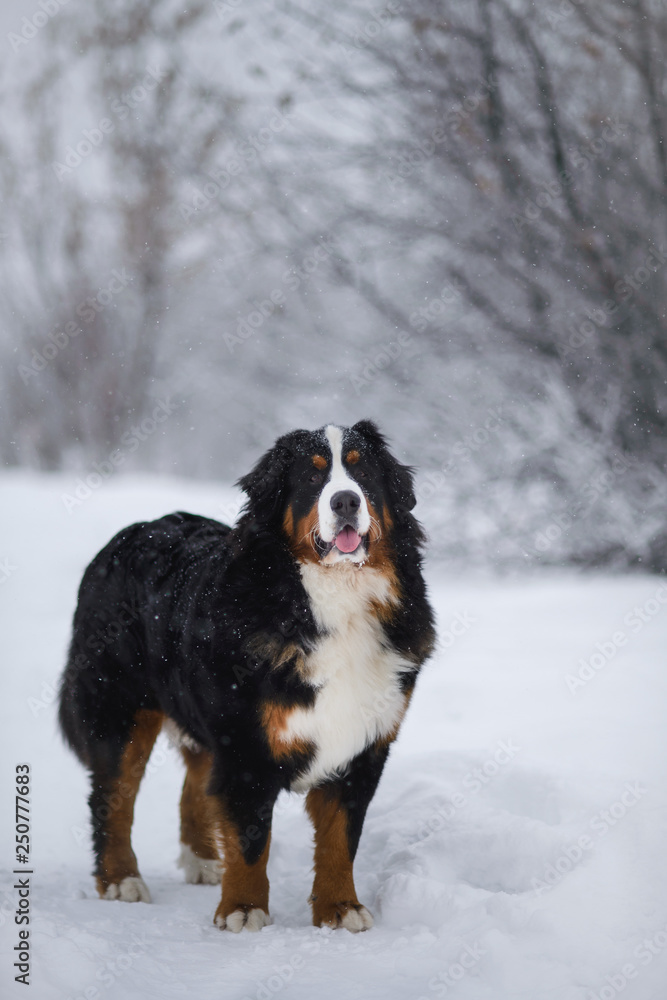 Berner Sennenhund big dog on walk in winter landscape Berner Sennenhund big dog on walk in winter landscape