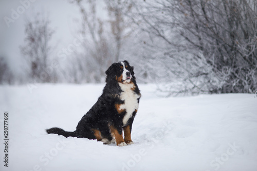 Fototapeta Naklejka Na Ścianę i Meble -  Berner Sennenhund big dog on walk in winter landscape