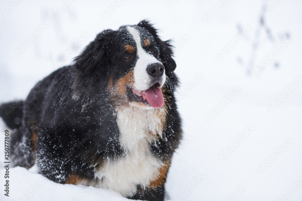 Berner Sennenhund big dog on walk in winter landscape Berner Sennenhund big dog on walk in winter landscape