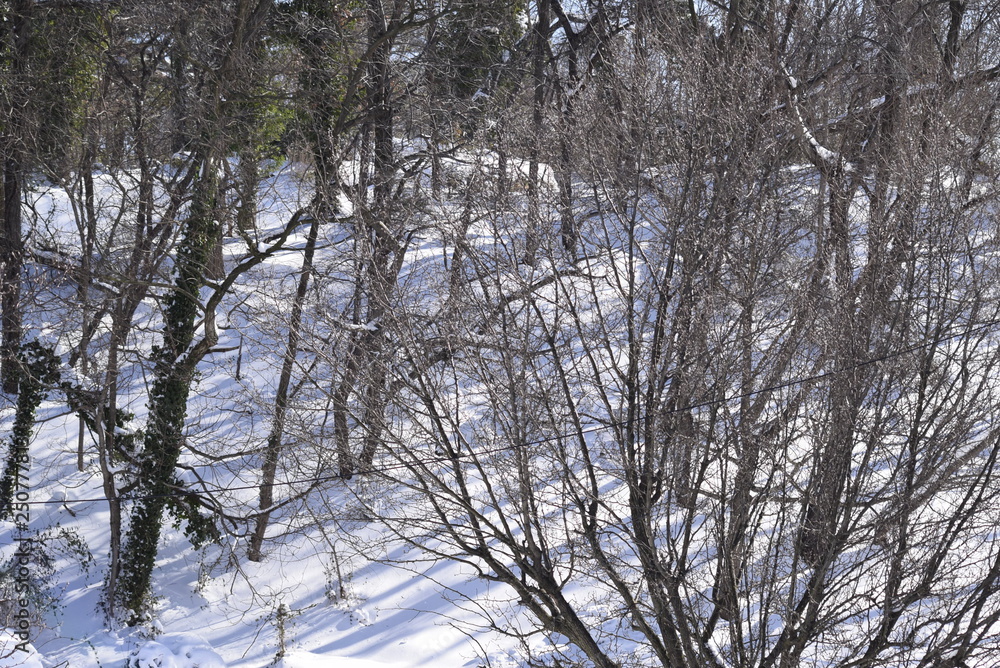 Snow Snow