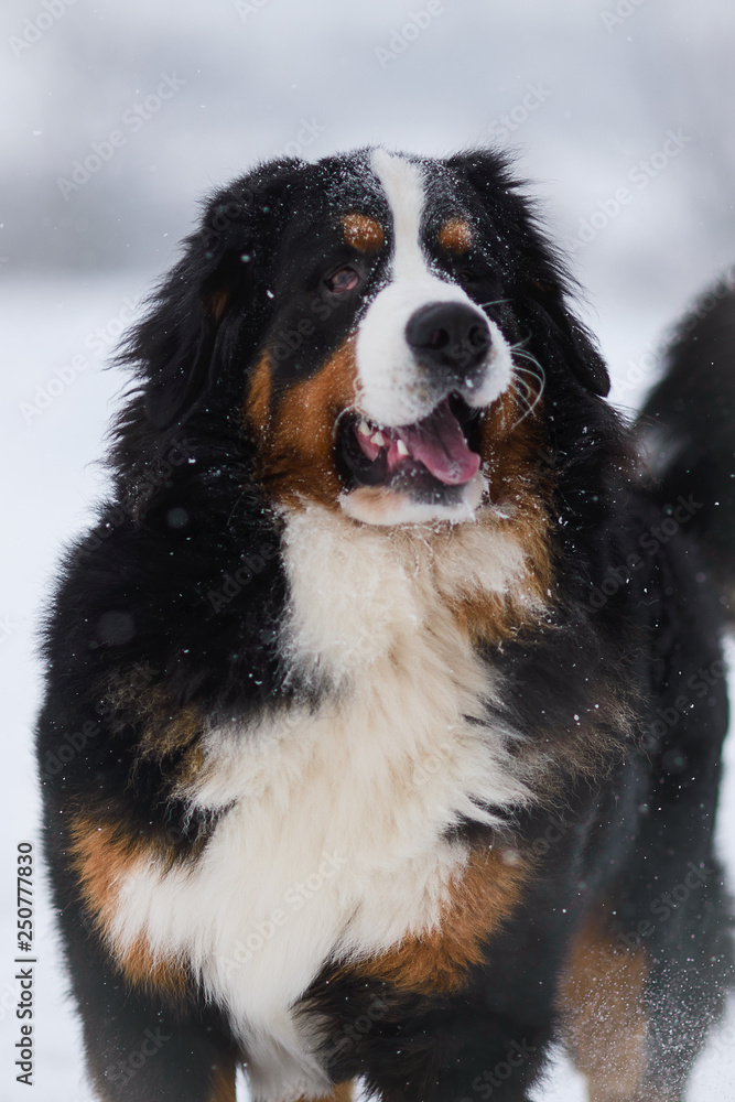 Berner Sennenhund big dog on walk in winter landscape