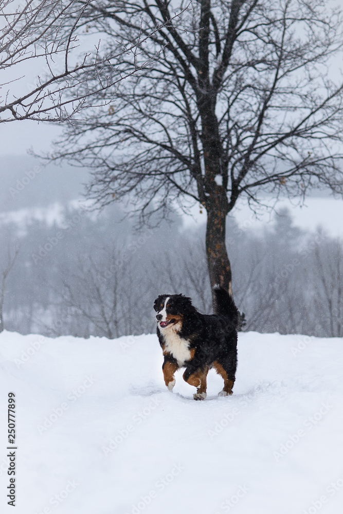 Berner Sennenhund big dog on walk in winter landscape