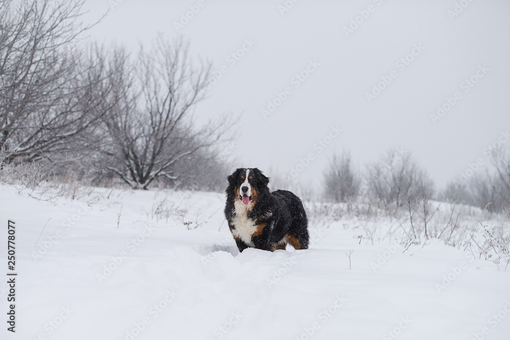 Berner Sennenhund big dog on walk in winter landscape Berner Sennenhund big dog on walk in winter landscape