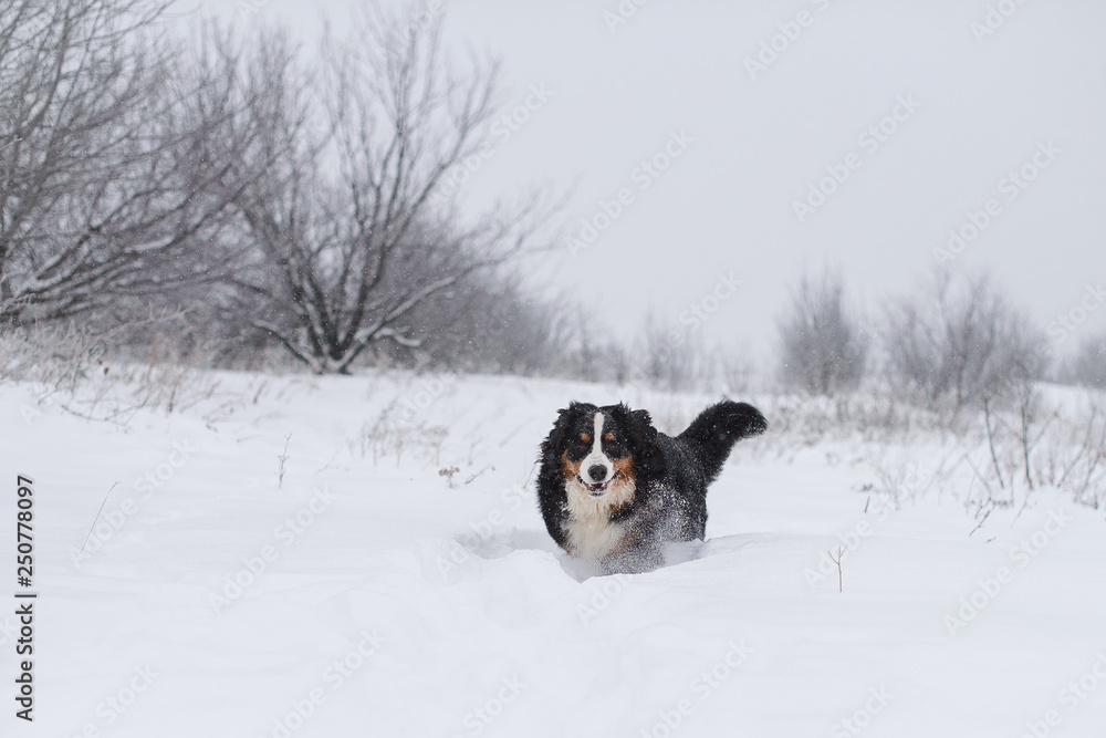 Berner Sennenhund big dog on walk in winter landscape