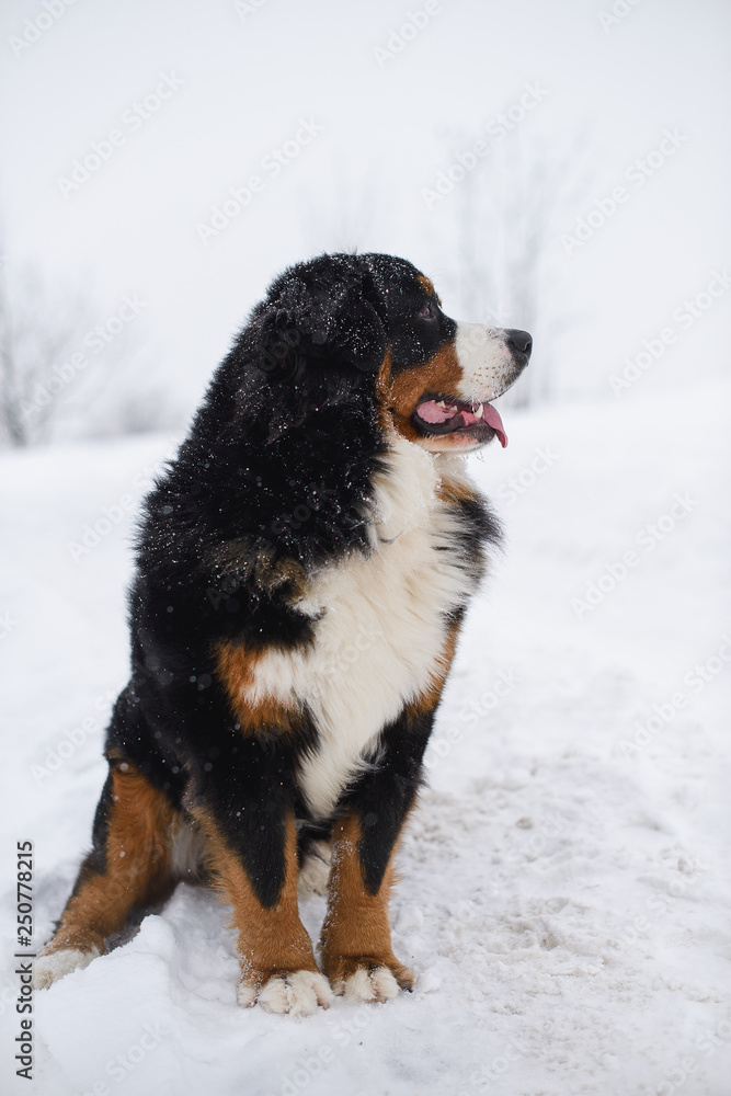 Berner Sennenhund big dog on walk in winter landscape Berner Sennenhund big dog on walk in winter landscape