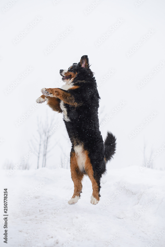 Berner Sennenhund big dog on walk in winter landscape Berner Sennenhund big dog on walk in winter landscape