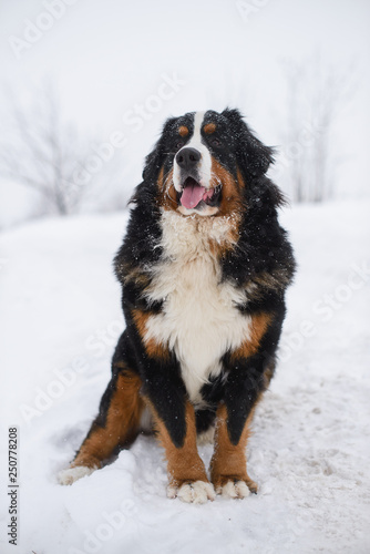 Berner Sennenhund big dog on walk in winter landscape