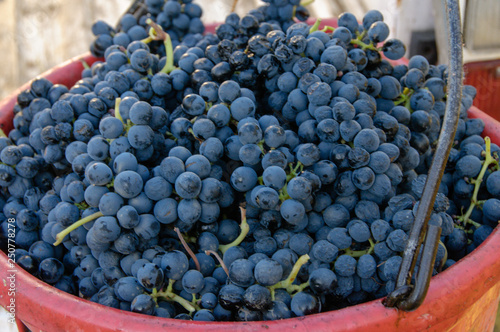 Petite Sirah Grapes freshly harvested