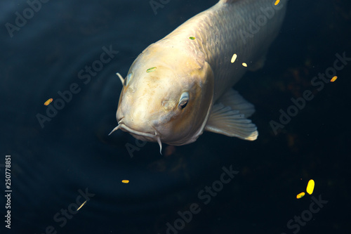 Koi fish