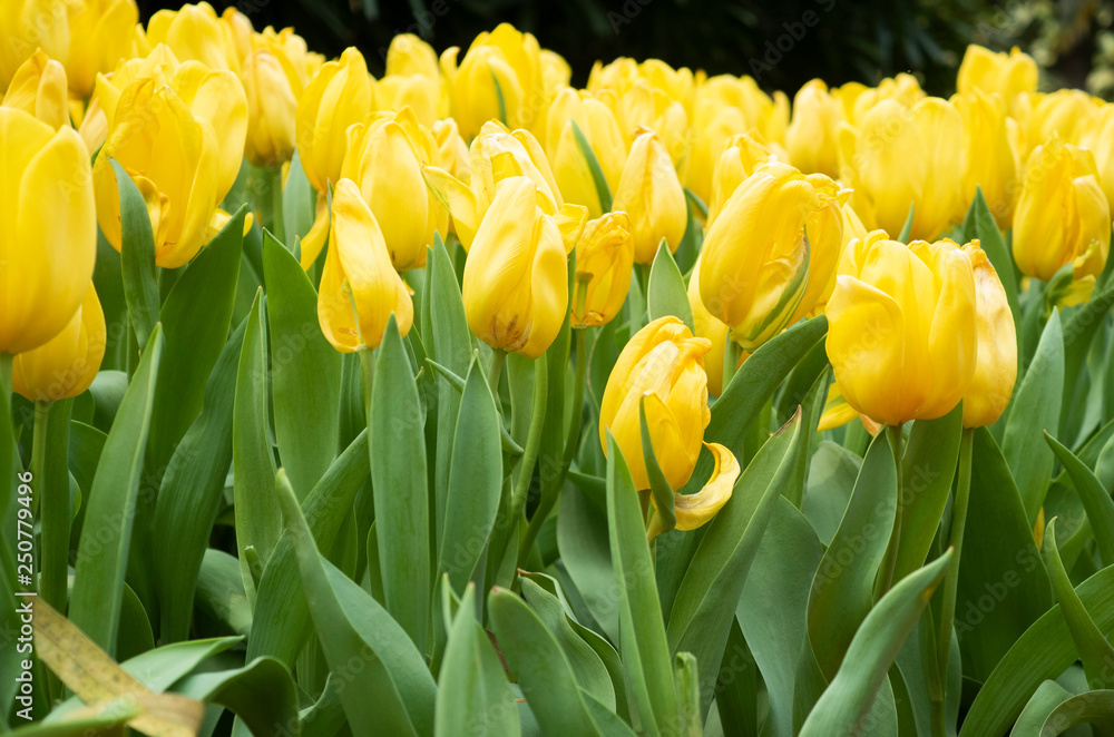 Close up of tulips flower blooming with soft light morning in the garden Close up of tulips flower blooming with soft light morning in the garden