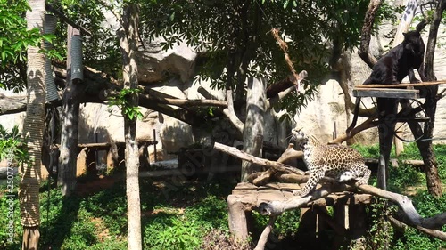 Leopard jumping for food : 4k photo