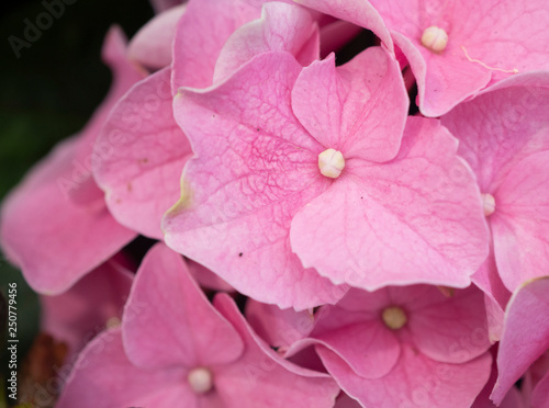Hydrangea flower background,with soft color for wallpaper decoration