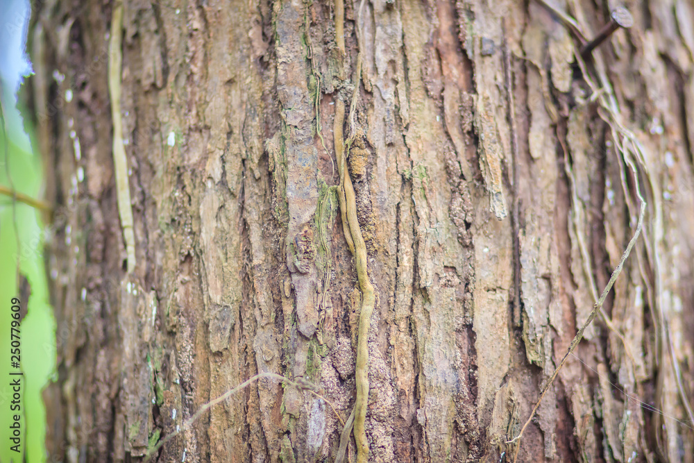 Abstract brown pattern background in colorful texture on tree bark. Flaky and grey-brown bark texture on tree trunk background. Abstract brown pattern background in colorful texture on tree bark. Flaky and grey-brown bark texture on tree trunk background.