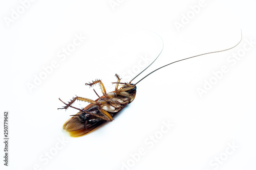 Cockroaches isolated on a white scene © kittipong33