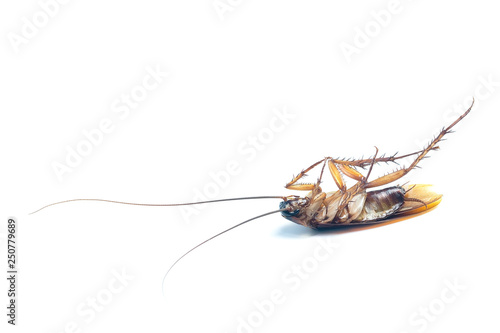 Cockroaches isolated on a white scene © kittipong33