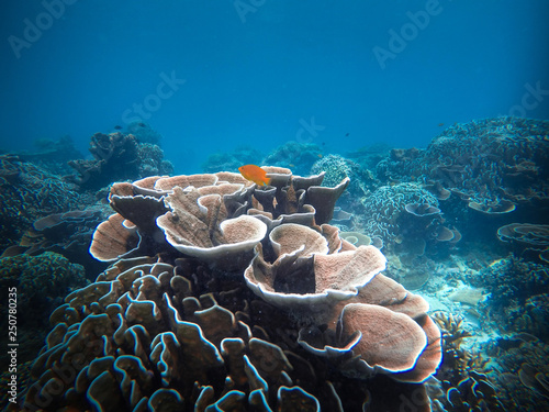 coral, coralline, sea fan, brown soft coral with sunlight in similan, Myanmar - Image