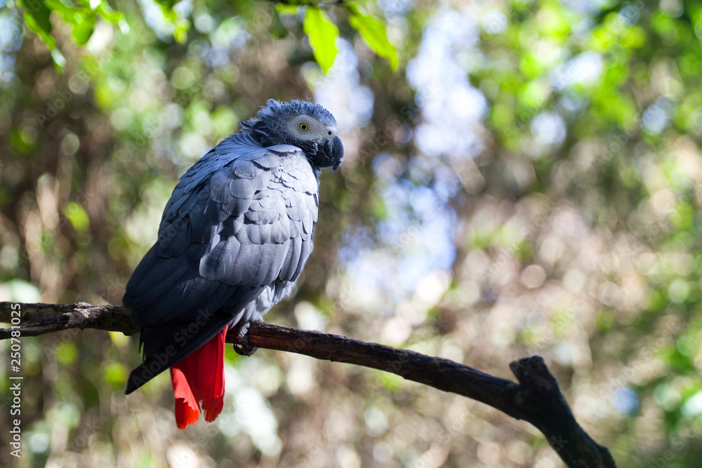 Obraz premium African grey parrot or Psittacus erithacus sitting on green tree background close up, gray parakeet with red tail perched on branch in forest, Birds of eden aviary park, Western Cape, South Africa