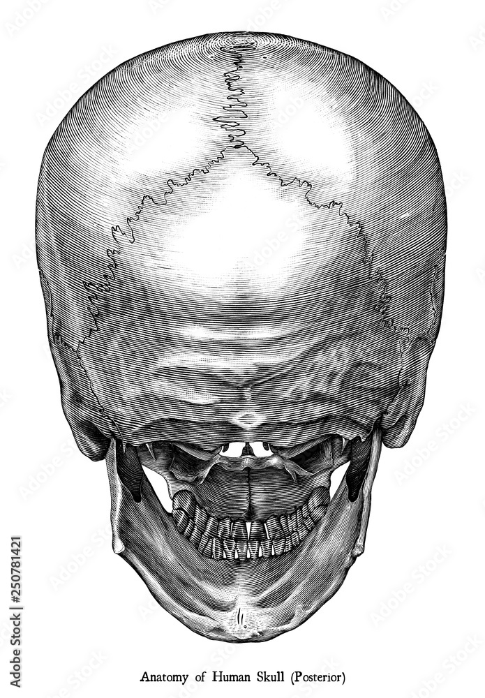 Череп человека в разных ракурсах. Череп макушка. Сосцевидный отросток височной кости анатомия. Затылок черепа виды. Череп человека сбоку.