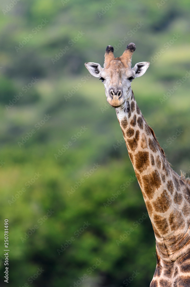 South African giraffe or Cape giraffe (Giraffa camelopardalis giraffa). KwaZulu Natal. South Africa