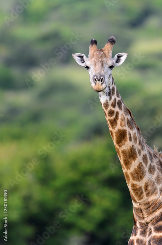 South African giraffe or Cape giraffe (Giraffa camelopardalis giraffa). KwaZulu Natal. South Africa