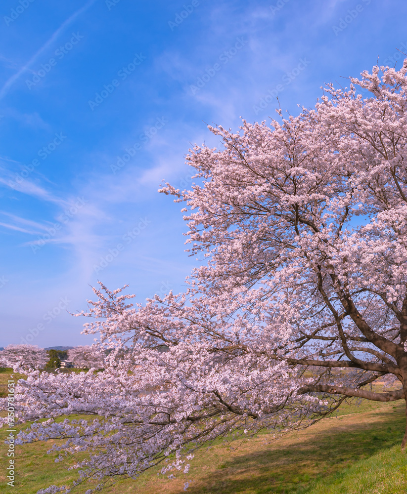 full bloom beautiful pink cherry blossoms flowers ( sakura ) in springtime sunny day with soft natural background full bloom beautiful pink cherry blossoms flowers ( sakura ) in springtime sunny day with soft natural background