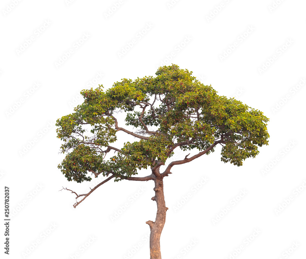 Tree isolated on a white background Tree isolated on a white background