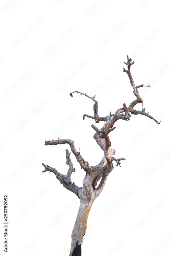 Dry branch of dead tree with cracked dark bark.beautiful dry branch of tree isolated on white background Dry branch of dead tree with cracked dark bark.beautiful dry branch of tree isolated on white background