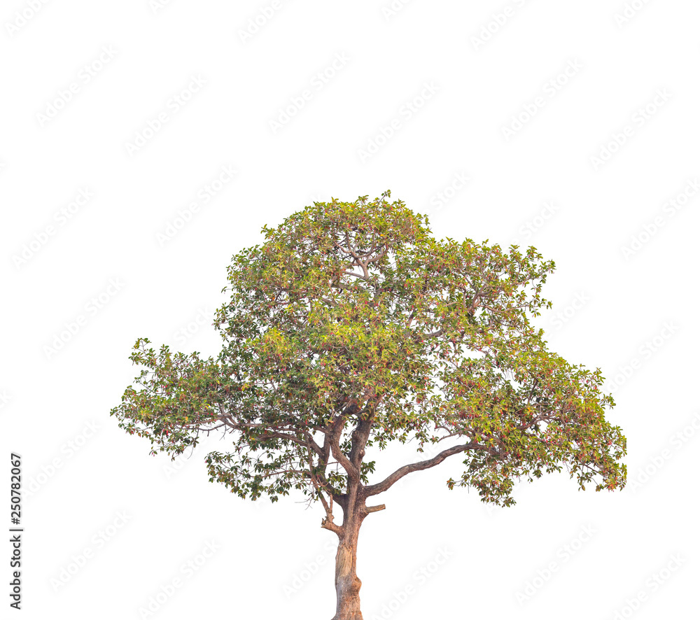 Fototapeta premium Tree isolated on a white background