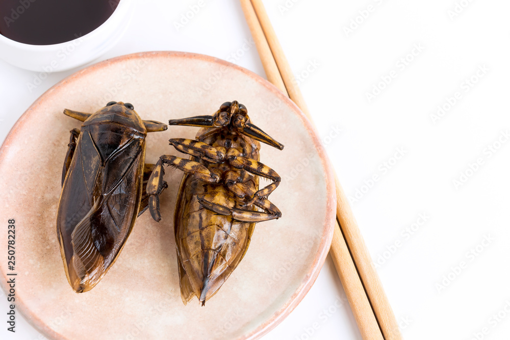 Giant Water Bug is edible insect for eating as food Insects deepfried