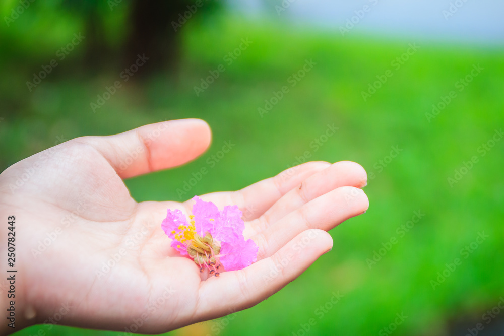 Purple flower (Lagerstroemia speciosa) on hand with green background. Lagerstroemia speciosa also known as giant crepe-myrtle, Queen's crepe-myrtle, banabá plant for Philippines, or pride of India. Purple flower (Lagerstroemia speciosa) on hand with green background. Lagerstroemia speciosa also known as giant crepe-myrtle, Queen's crepe-myrtle, banabá plant for Philippines, or pride of India.